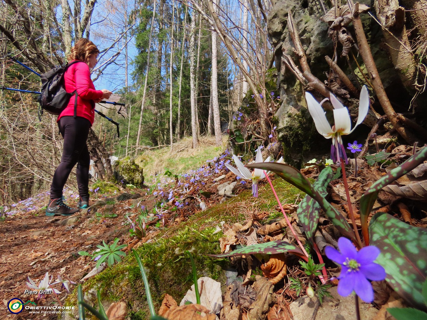 72 Rientriamo dal sent. 595 (variante alta) ben fiorito.JPG